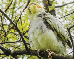 Obesity in parrots and other pet birds can occur due to inappropriate diets and lack of exercise