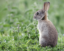 what to feed your pet rabbit