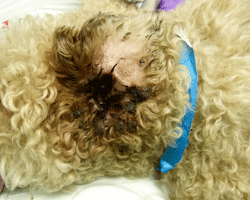 Fig 2: This dog has severe ear disease and requires ear surgery