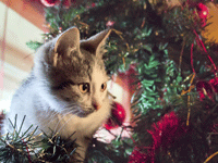 Our pets won't understand why a tree has suddenly appeared in the house!