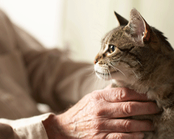 Stroking our pets can help lower blood pressure – just one of a number of benefits of pets to health