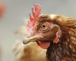 Egg yolk peritonitis is a common condition seen in backyard hens of all ages