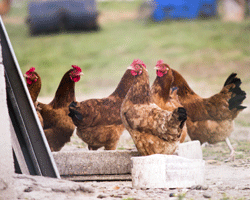 To catch egg yolk peritonitis early, you must be extremely vigilant of your laying flock