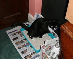 This cat is urinating normally in a litter tray