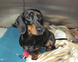 A dachshund on the day following spinal surgery