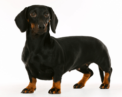 Chondrodystrophoid breeds like dachshunds have short legs and a relatively long back