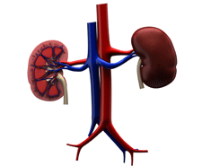 The kidneys perform a number of functions in the body