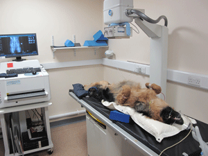 Fig 1: A dog undergoing x-ray to assess if he is a suitable total hip replacement candidate. After consultation this is usually the first part of the investigations to assess if THR is the right option for the pet.