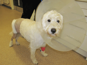 Fig 3: 1 year old dog the day after total hip replacement.  Notice the fur from the leg has been clipped to allow the surgery to be performed.  A dressing is in place to protect the wound and an Elizabethan collar is worn to stop the patient licking the wound.  The dog is starting to weight bear on the leg at this early stage. 