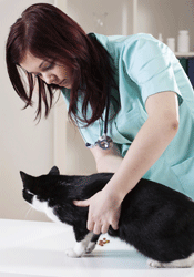 Regular check ups with your vet are important as your cat gets older