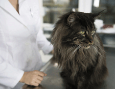 Your vet will be able to discuss the long term prognosis for your cat with you