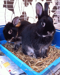  It is a good idea to litter tray train your pet rabbits