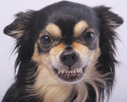 A dog showing its teeth is communicating that he/she is unhappy