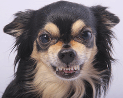  A dog showing its teeth is communicating that he/she is unhappy