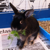 There are lots of nutritious treat foods available for pet rabbits for no or very little cost