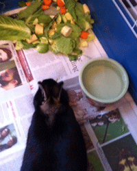  Rabbits will take in more water from a bowl than a dropper style bottle