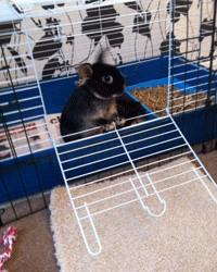 There are lots of ways of preventing boredom in pet rabbits, with minimal financial expenditure