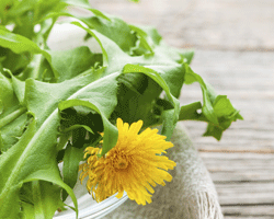 Dandelion flowers and leaves can be picked and washed to give to your rabbit – just make sure that they have not been treated with weedkiller