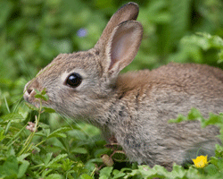 Wild rabbits spend most of their waking time foraging. It’s a good idea to split up the daily food ration for your pet rabbit to increase the amount of times you offer food