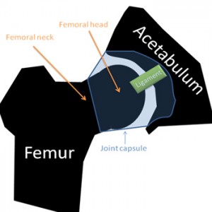 Fig 1: Representation of the association between the femoral head and acetabulum