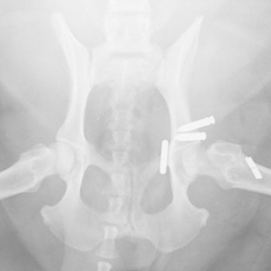 Fig 4: This x-ray was taken after surgery to correct this dog’s dislocated hip. You can see the toggles used to stabilise the hip