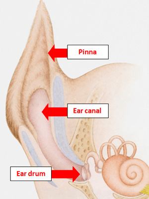 Fig 1: Ear anatomy