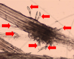 Fig 2 Demodex mites (indicated by arrows) surrounding hairs plucked from a dog,viewed under a microscope