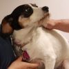 Some of the ways humans handle dogs, such as putting a hand on the dog’s head or neck, can seem threatening even if they are not intended to be