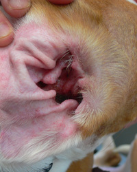 Fig 3: The inflamed ear of a dog with allergic skin disease