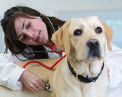  Before an anaesthetic your vet will fully examine your pet