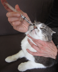 Most cats do not object to saline drops applied into the nostrils