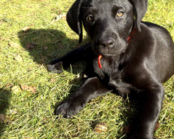  Dogs can become infected with lungworm by eating infected snails