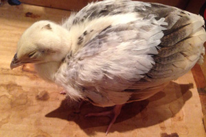 Fig 1: A peachick with Mycoplasma infection. Note the hunched posture, closed eyes and disinterest in its food and surroundings; all an indication of general malaise