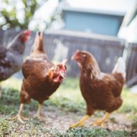 Mycoplasma infection can impact on both commercial flocks and backyard pets