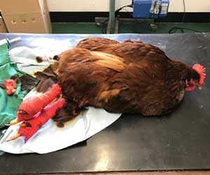 Chickens cope incredibly well with legs bandaged! This bird has had surgery for bumblefoot. The bandages cover the surgical site as well as allowing pressure relief to the feet whilst the area in question heals.